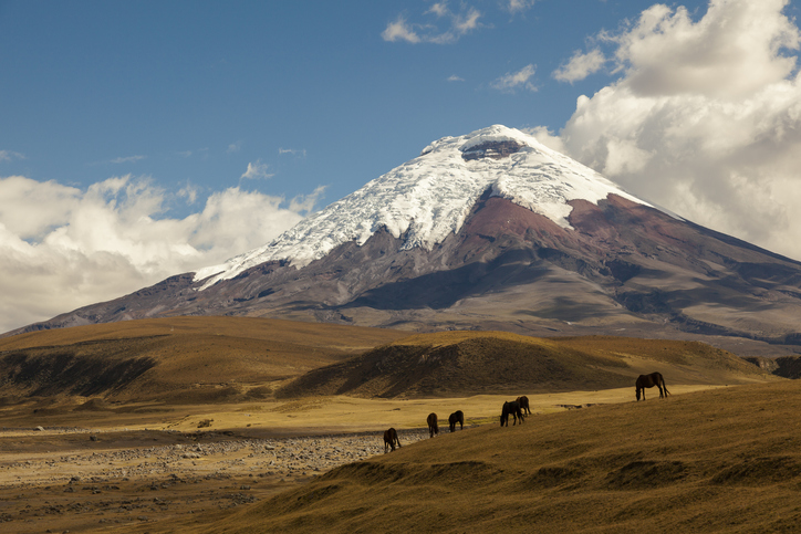 Cotopaxi, an active volcano, at sunset with horses in the foreground